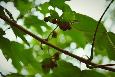 Low angle view of fruits on tree