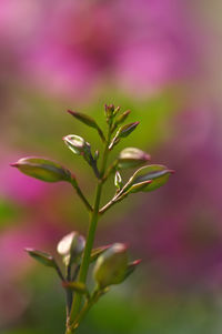 Close-up of pink flowering plant