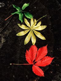 High angle view of maple leaves on plant