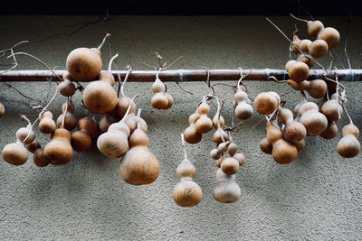 Close-up of fruits hanging on plant