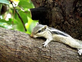 Squirrel on tree trunk