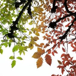 Low angle view of trees