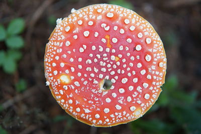Close-up of fly agaric mushroom