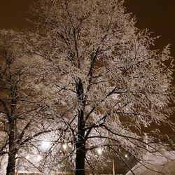 Low angle view of bare trees against sky