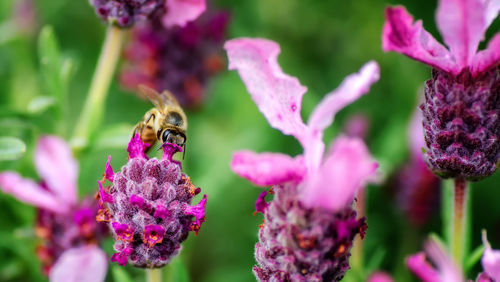 Close-up of bee on pink flowers