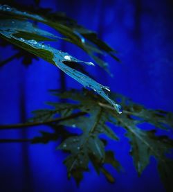 Close-up of water drops on leaf