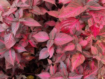 Full frame shot of pink flowering plants