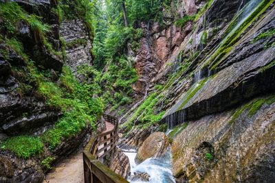 Plants growing on rock in forest