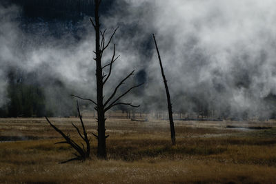 Bare tree on landscape with smoke