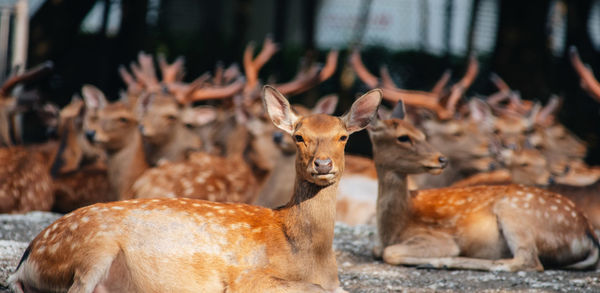 Deer in a field