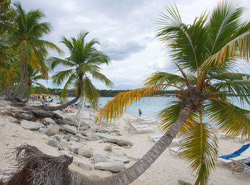 Palm trees on beach against sky