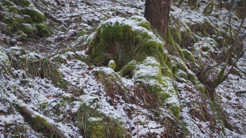 Close-up of snow on tree trunk