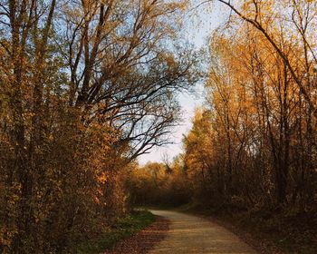 Road amidst trees in forest during autumn