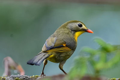 Close-up of a bird