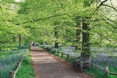 Empty bench on footpath in park