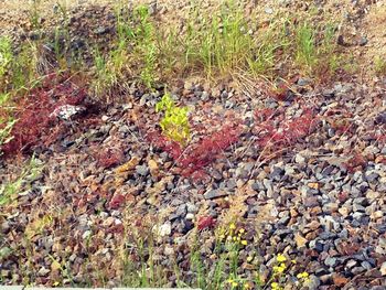 Plants growing on field