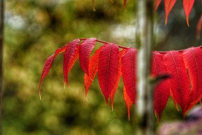 Close-up of red leaves