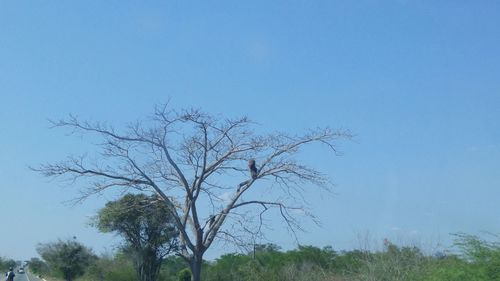 Bare trees on field against blue sky