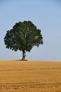 Tree on field against clear sky