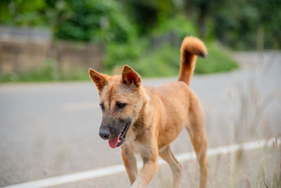 Dog running on field