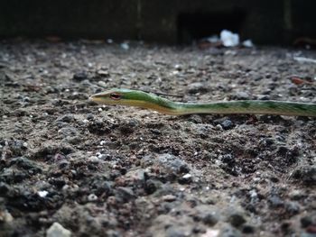 Close-up of lizard on ground