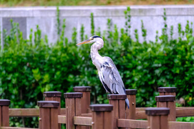 bird