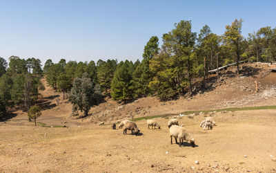 View of sheep on field against trees