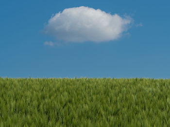Scenic view of agricultural field against blue sky