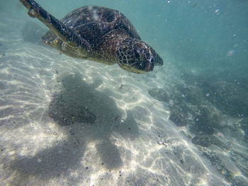 High angle view of turtle swimming in sea