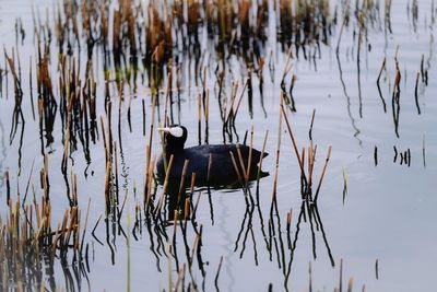 Close-up of a moorhen swimming in lake