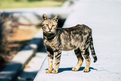 Portrait of a cat