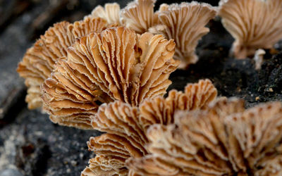 Close-up of mushrooms