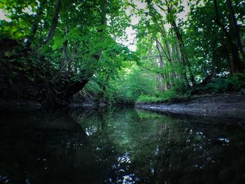 Scenic view of lake in forest