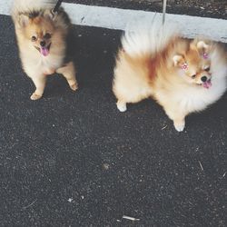 Portrait of two pomeranians