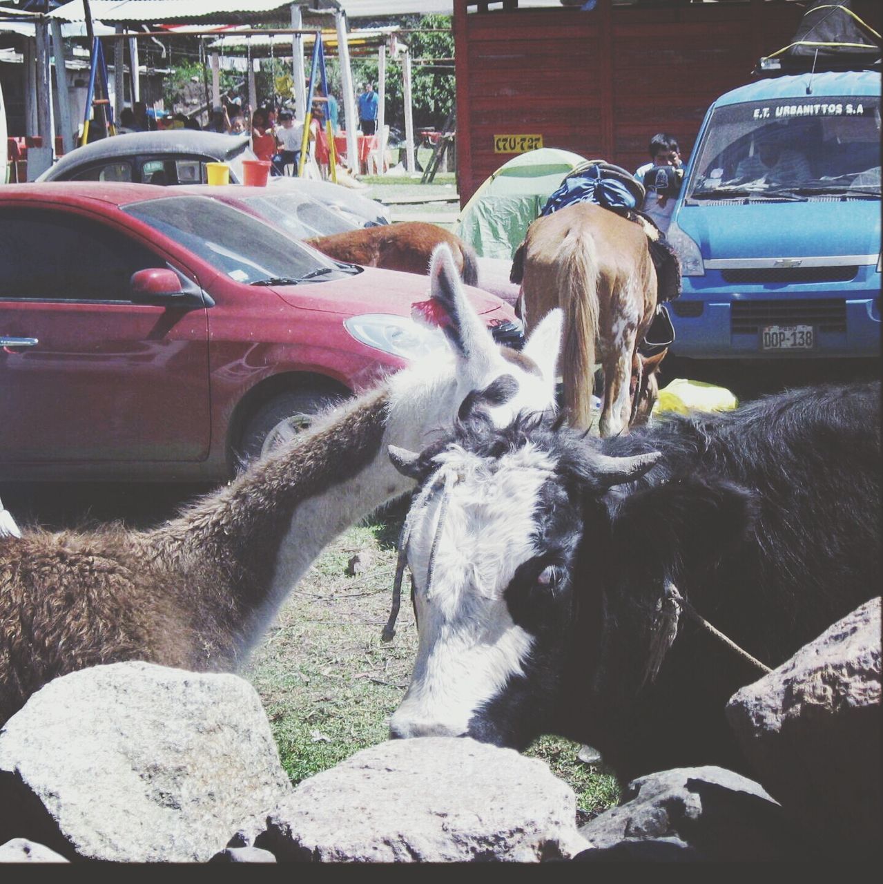 domestic animals, animal themes, mammal, livestock, one animal, dog, horse, pets, standing, two animals, day, mode of transport, animal head, sunlight, working animal, incidental people, outdoors, transportation, herbivorous, car