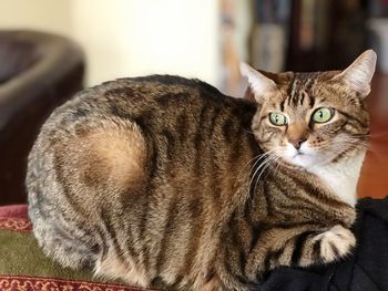 Close-up portrait of a cat at home