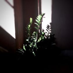 Close-up of plant at home