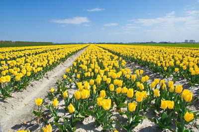 Scenic view of sunflower field against sky