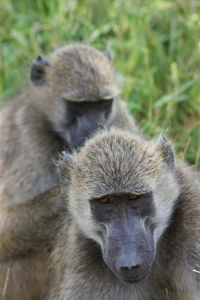 Close-up portrait of two wild chacma baboons papio ursinus grooming in victoria falls, zambia.