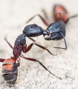 Close-up of ants on surface