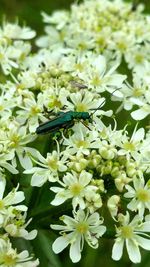 Close-up of insect on flowers