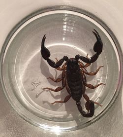 High angle view of crab in plate