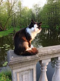 Portrait of cat sitting on wooden railing