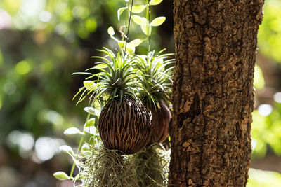 Close-up of plant