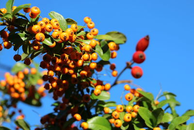 Low angle view of fruits growing on tree against sky