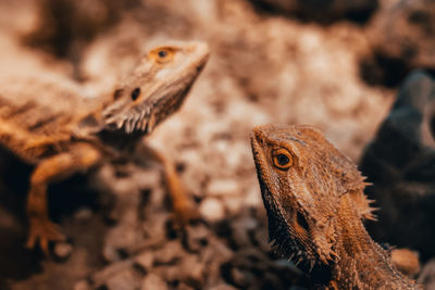 Close-up of a lizard