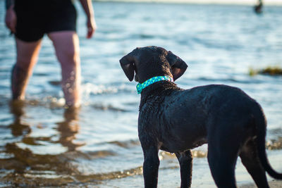 Rear view of man with dog standing at beach