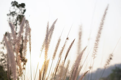 Close-up of stalks in field against clear sky