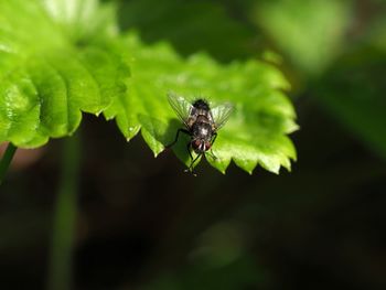 Close-up of bee on leaf