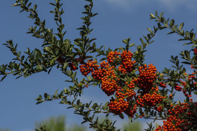 Low angle view of flowering tree against sky